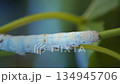蠶蛾幼蟲吃桑葉 134945706