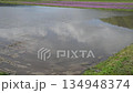 田植えの水入れとれんげ畑 134948374