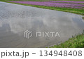 田植えの水入れとれんげ畑 134948408