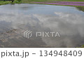 田植えの水入れとれんげ畑 134948409
