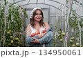 A seductive girl collects organic tomatoes in a greenhouse in the village, is engaged in farming. 134950061