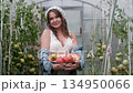 A seductive girl collects organic tomatoes in a greenhouse in the village, is engaged in farming. 134950066