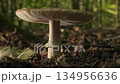 Parasol Mushroom Growing in Summer Forest Filmed with Low Slider Move 134956636