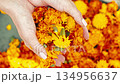 Falling from Woman Hands Blooming marigold flowers, calendula floral background. Wedding decor 134956637