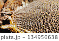 Ripe Sunflower Heads Lying Before Seed Harvest, ready for seed extraction. 134956638