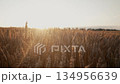 Dry Golden Wheat Plants Field, Dolly Footage On Sunset. Agriculture. Farm, Rural 134956639
