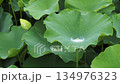 津市白山町二俣　蓮の棚田　ゆらゆら揺れる蓮の葉と水玉 134976323