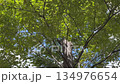 青空に広がる新緑の木々を見上げる風景 134976654