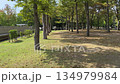 木漏れ日が差している公園 134979984