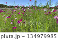 風に揺れるコスモスの花 134979985