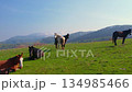 Horses grazing and resting on a green mountain pasture 134985466