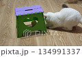 A white cat is playing on the floor in the room, trying to get a ball out from under a stool. 134991337