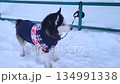 A Siberian Husky in a sweater howls while waiting for its owners, tied to a fence in winter 134991338