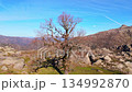 Bare Tree and Mountains of Geres National Park. Portugal. Aerial View 134992870