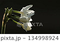 White daffodil flowers on a black background 134998924