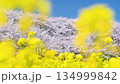 Satte Gongendo Sakura Tsutsumi, Saitama - Rape flowers swaying in the wind (Ficus) 134999842