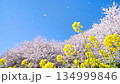 埼玉佐藤檜榿檜堤：櫻花在風中舞動，油菜花搖曳（榕屬） 134999846