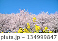 埼玉縣堤市佐田公苑櫻 - 成排的櫻花樹和油菜花在風中搖曳（榕樹） 134999847