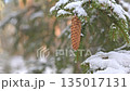 Elegant Depiction Of Snowcovered Pine Cone And Delicate Evergreen Needles In Winter Ambiance 135017131