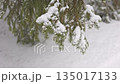 Snowladen Pine Branch Amidst Peaceful Woods, Calm Winter Scene Featuring Snowblanketed Pine Branches 135017133