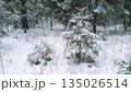 Tranquil woodland landscape on edge of snowy conifer forest with snow covered fir trees among snowdrifts at inclement winter day with heavy snowfall. No people wintertime natural background. 135026514