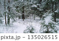 Peaceful woodland scenery on edge of snowy coniferous forest with snowbound fir trees among snowbanks at inclement winter day with heavy snowfall. No people wintertime natural background. 135026515