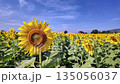 Sunflower in bloom swaying in the warm summer wind against the blue summer sky, at Lop Buri THAILAND. Ideal for nature, travel, and seasonal projects 135056037