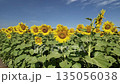 Sunflower in bloom swaying in the warm summer wind against the blue summer sky, at Lop Buri THAILAND. Ideal for nature, travel, and seasonal projects 135056038