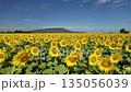 Sunflower in bloom swaying in the warm summer wind against the blue summer sky, at Lop Buri THAILAND. Ideal for nature, travel, and seasonal projects 135056039