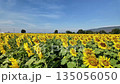 Sunflower in bloom swaying in the warm summer wind against the blue summer sky, at Lop Buri THAILAND. Ideal for nature, travel, and seasonal projects 135056050