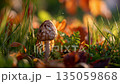 Mushroom emerging in grass and unwrapping cap with dry fallen leaves and soft golden bokeh background 135059868