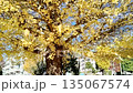 銀杏葉飄落 135067574