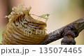 Praying Mantis Nymphs Emerging from Egg Case on Tree Branch 135074465
