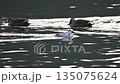 Smuggler swimming 135075624