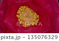 Close-up of flower of flower arrangement 135076329
