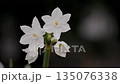 White daffodil flowers 135076338