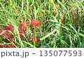雑草の中に咲く彼岸花 135077593