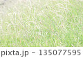 風に揺れる雑草 135077595