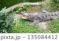 crocodile crocodylus porosus with open mouth resting on grass near water, wild predator basking in sun 135084412