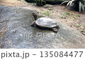 asian forest tortoise manouria emys walking on wet rock in natural habitat 135084477