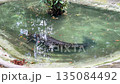 saltwater crocodile crocodylus porosus in water, a large predator swimming slowly in a pond 135084492