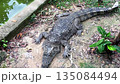 A large adult Saltwater crocodile Crocodylus porosus resting on the ground near water, showing its powerful body and scales 135084494