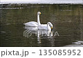 天鵝一對 135085952