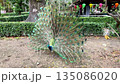 male indian peafowl pavo cristatus displays its stunning iridescent tail feathers in a lush green park setting 135086020
