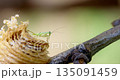 Close-up of Baby Praying Mantis Emerging from Egg Case on Branch 135091459