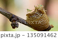 Praying Mantis Emerging from Egg Case on Tree Branch 135091462