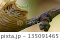 Praying Mantis Emerging from Egg Case on Tree Branch 135091465