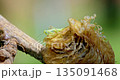 Close-up of Baby Praying Mantises Emerging from Egg Case on Branch 135091468