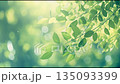 夏の木々 135093399