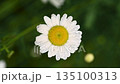 White daisy flower with rain drops, macro floral background 135100313